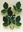 Picture of LeCreaDesign® Leaves set "Leaves rose"