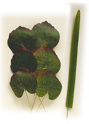 Picture for category Silk leaves